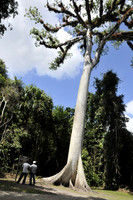 Ceibu tree, national tree of Guatemala