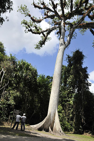 Ceibu tree, national tree of Guatemala