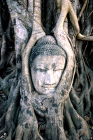 Bouda Tree