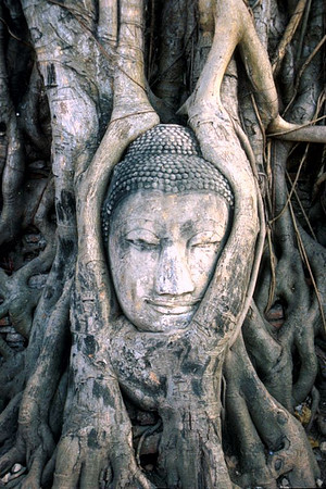 Bouda Tree