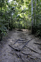 In the Tikal Jungle (2)
